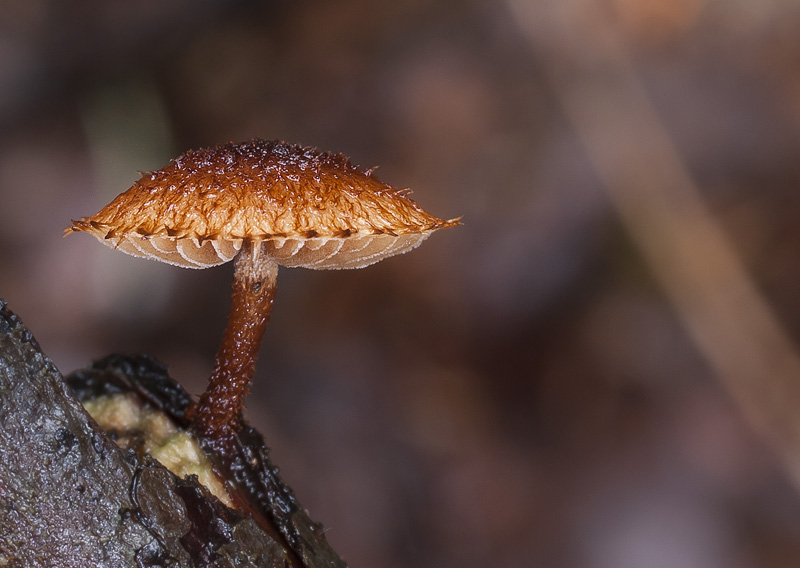 Phaeomarasmius erinaceus